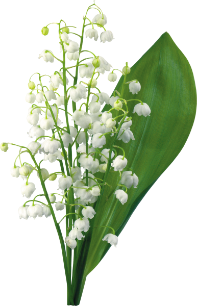 Весенние цветы Ландыши