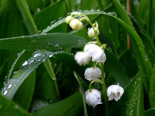 Ландыш Майский садовый