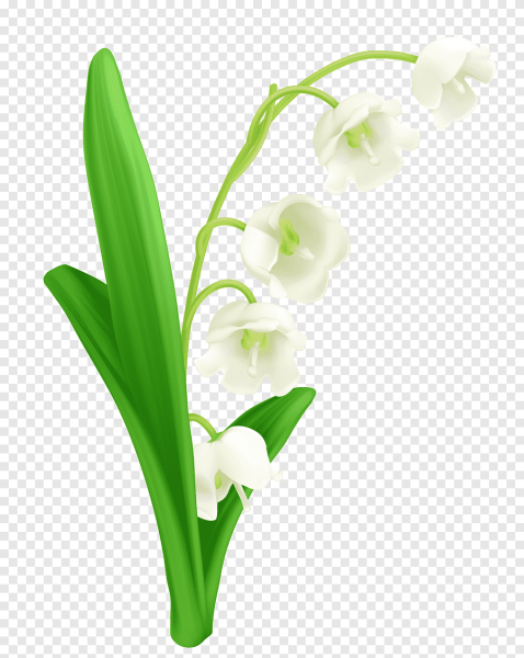 Ландыш Майский (Convallaria Majalis)
