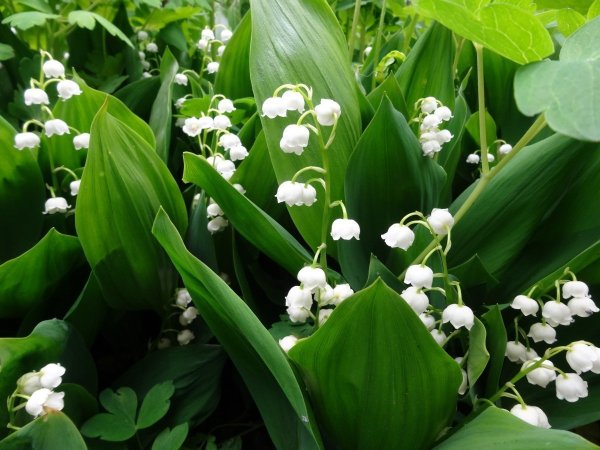 Группа Ландыши