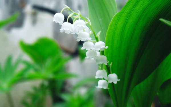 Цветы Ландыши букет