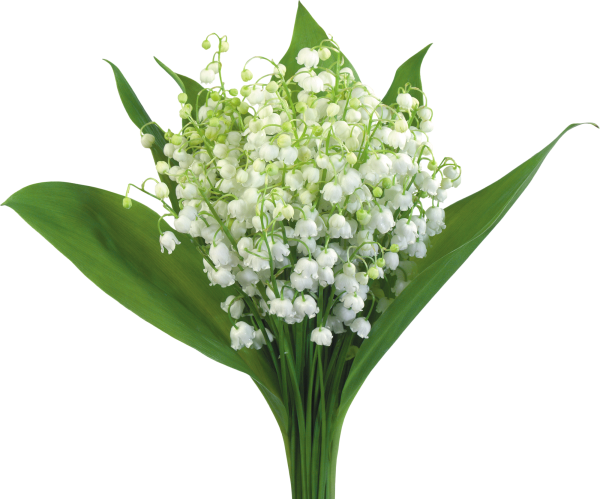 Салихзянова Ландыш