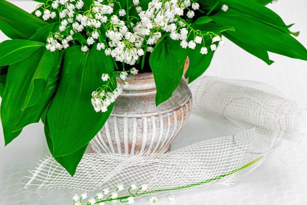 Цветы Ландыши и незабудки