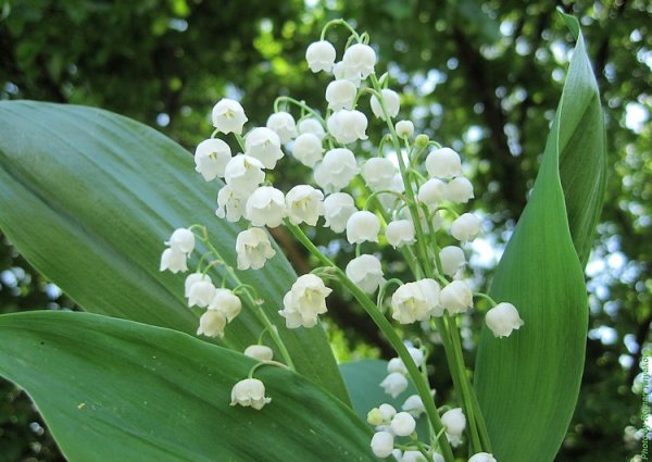 Ландыш Майский на белом фоне
