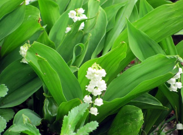 Ландыш Майский растение