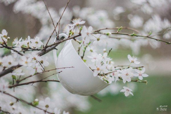 Совершенство природы