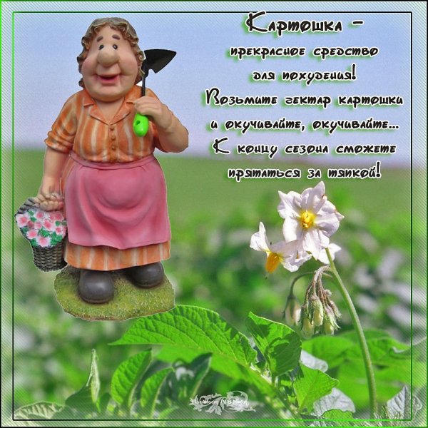 Фразы про огород