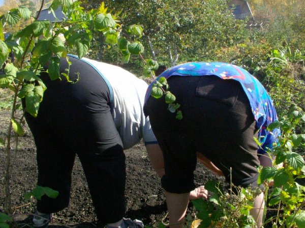 Приколы про огород