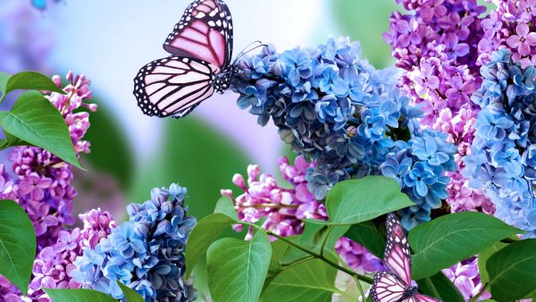 Сирень обыкновенная Syringa vulgaris Professor Hoser