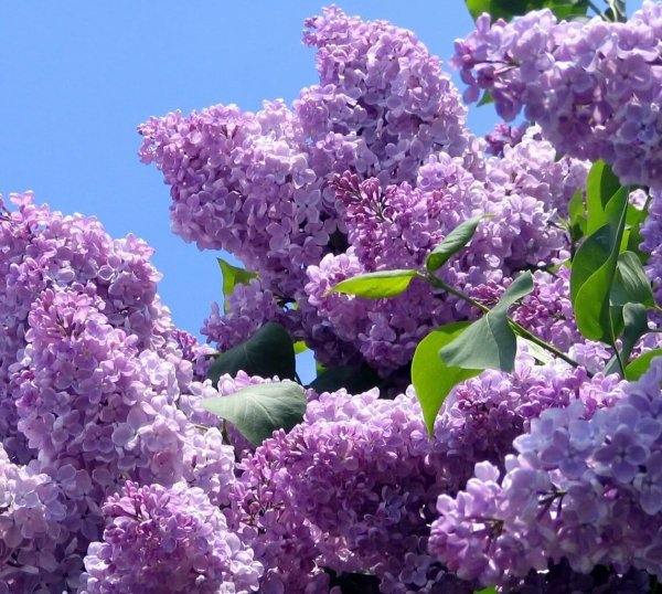 Природа весной