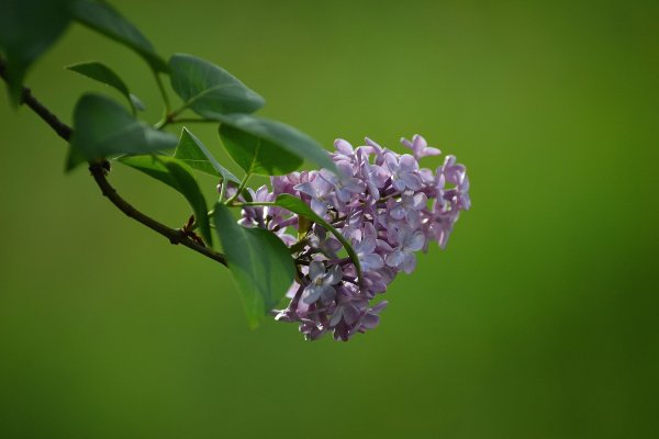 Сирень Сара Сэндс
