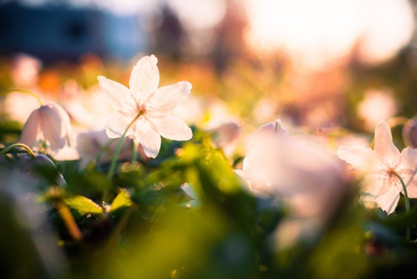 Весенние цветы в лучах солнца