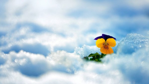 Горы в цветах