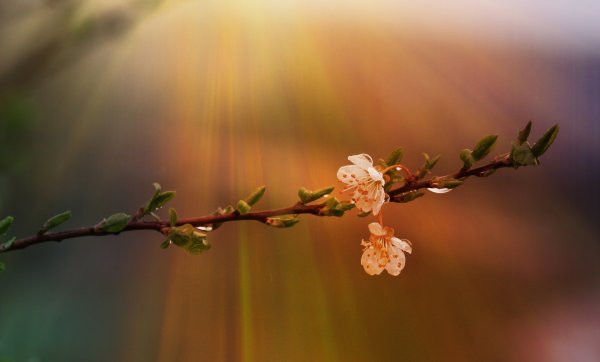 Весна тюльпаны солнце