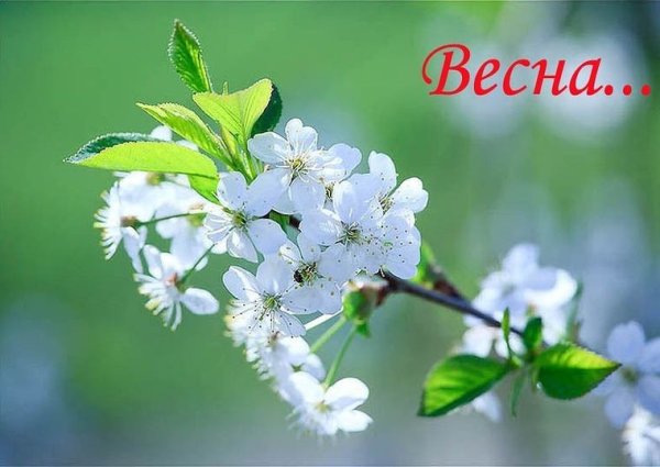 Пришла Весна конец мая