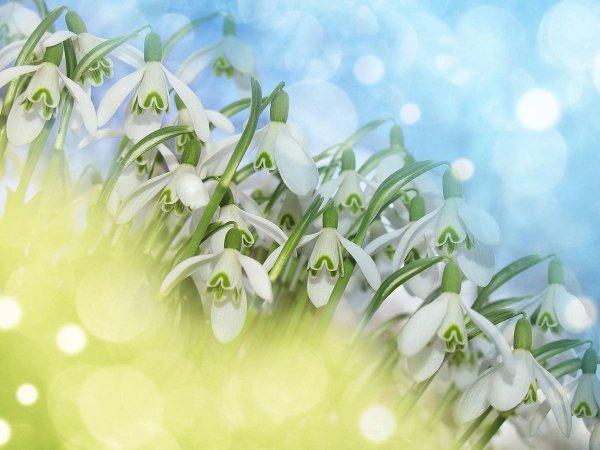 «Крокусы под снегом»