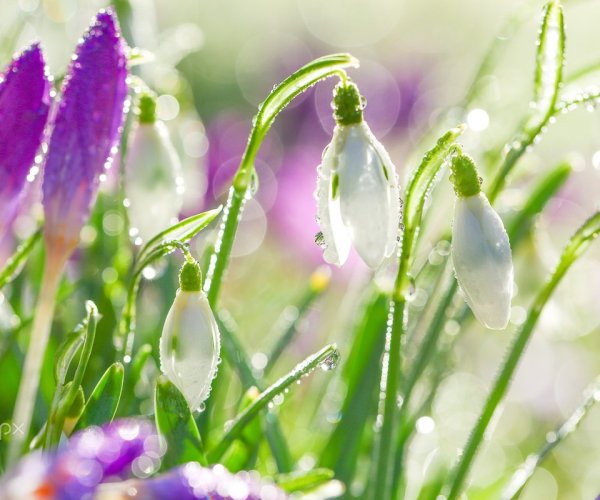 Ранняя Весна