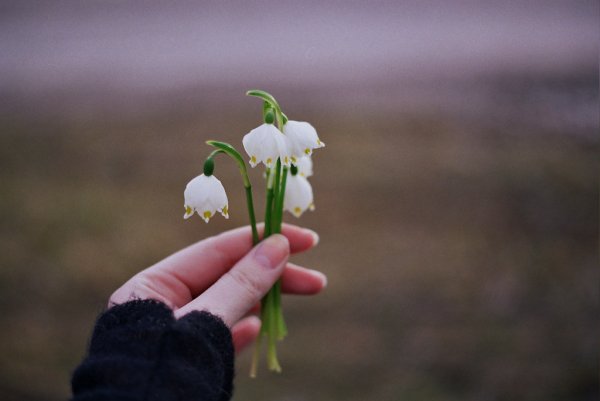 Подснежники в руках