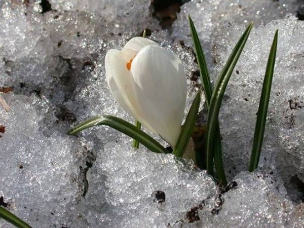 Подснежники под снегом