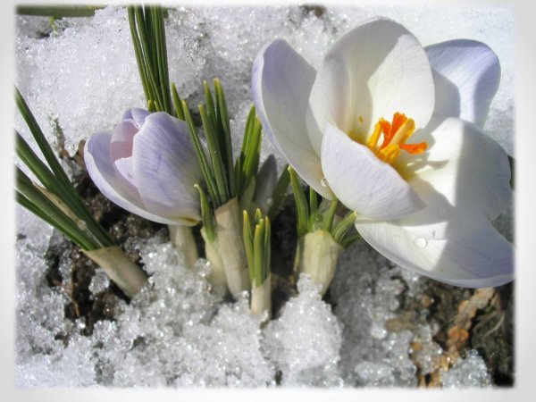 Первоцветы подснежники