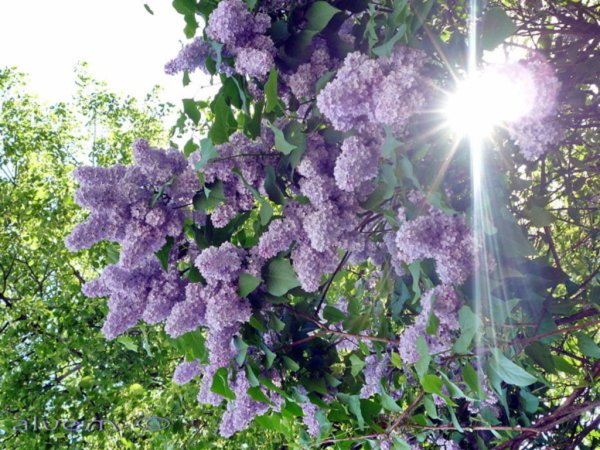 Майский сад сирень черёмуха