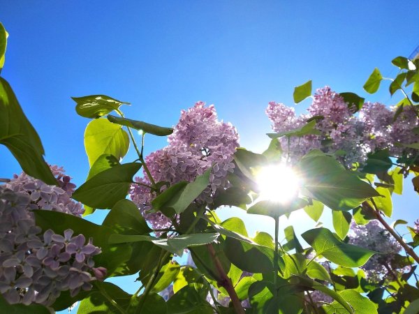 Сирень небо