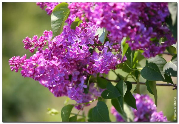 Сирень пятидесятилетие октября