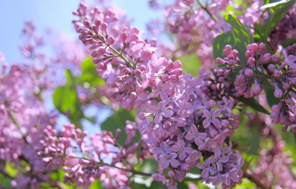 Розовая сирень