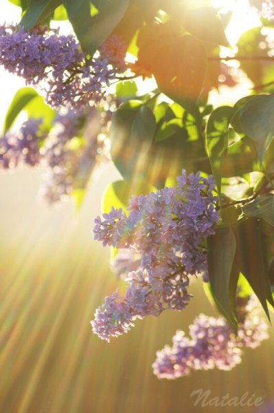 Сирень в лучах солнца