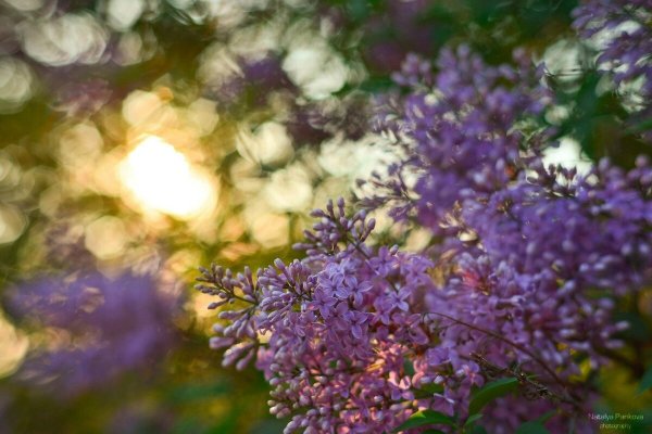 Сирень в солнечных лучах
