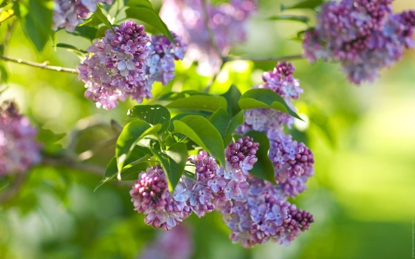 ВСЕМАРТ сирень