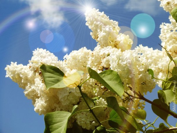 Майская сирень