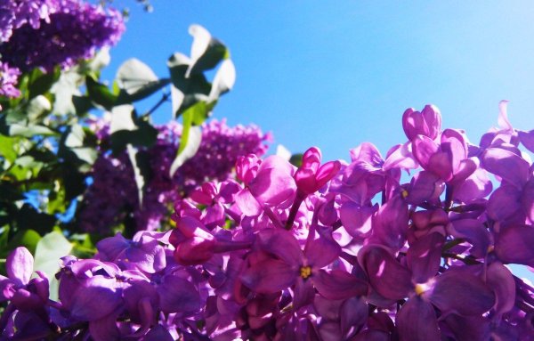 Сирень Годишо