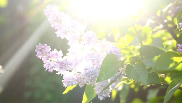 Сирень в лучах солнца