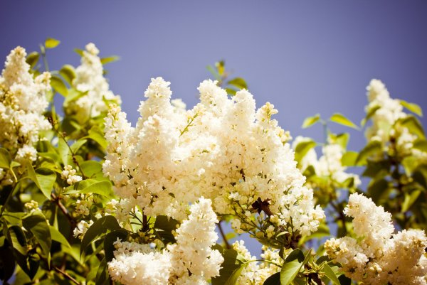 Сирень красавица Москвы