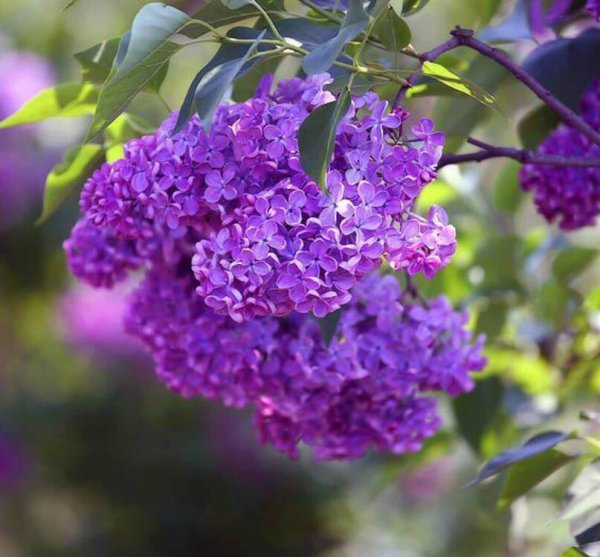 Сирень в мае