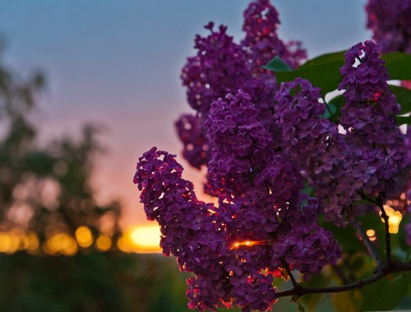 Фиолетовый куст