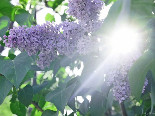 Сирень в лучах