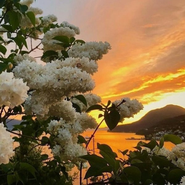 Сирень на закате