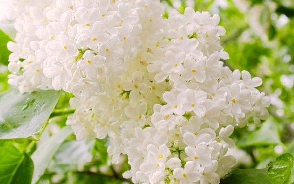 Цветущая сирень и черемуха