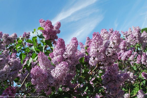 Цветущие сады России сирень