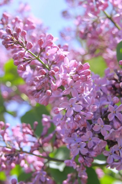 Сирень спринг Сонет