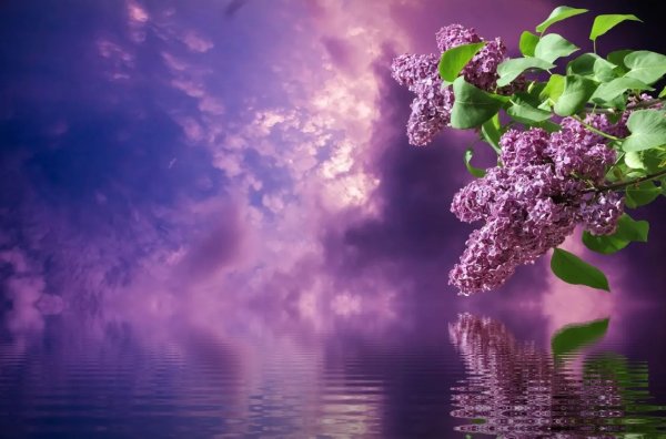 Сирень небо