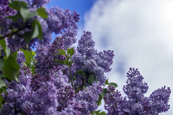 Сирень запах сирени