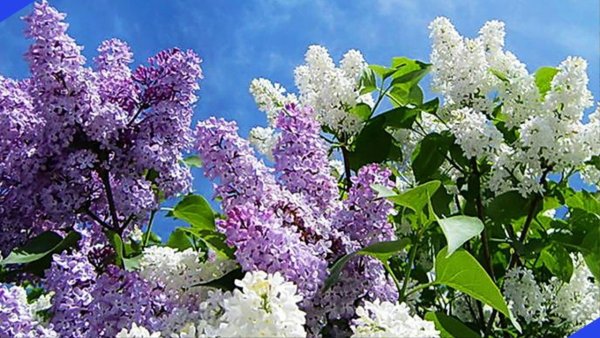 Сирень Челюскинская