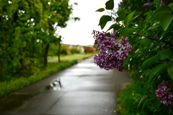 Сирень и черемуха