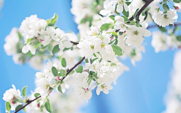 С праздником весны 1 мая