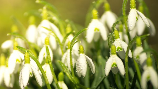 Первоцветы (подснежники, крокусы, гиацинты).