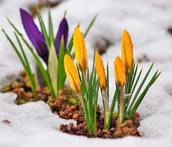 Галантусы макро