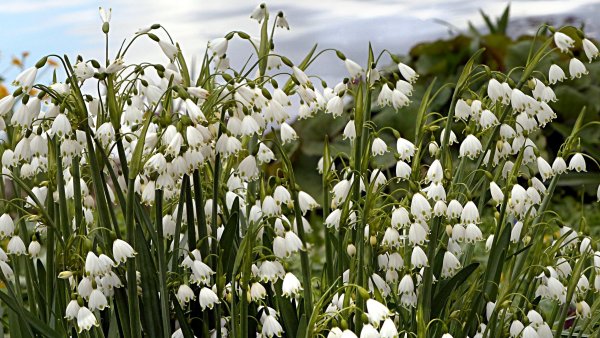 Подснежник плосколистный